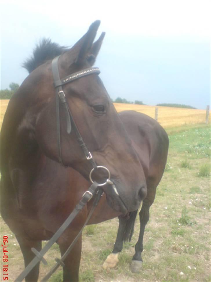 Standardbred Nathaly Prophet (S) - Den smukkeste. Med rosenknop, og sommerfritz ;D billede 3