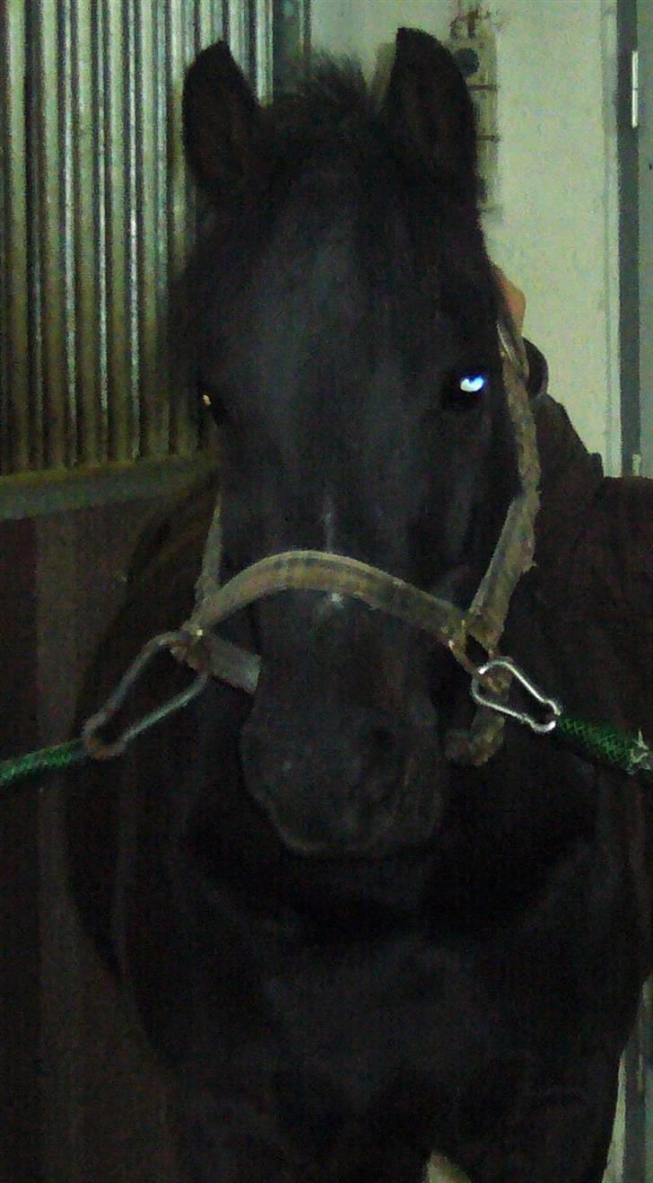 New Forest Elmholts Favorit RIP :( - den anden sidste dag med favorit. på højgaard :( billede 3