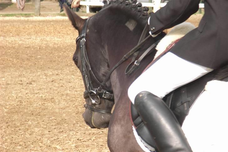 New Forest Elmholts Favorit RIP :( - stævne.. taget af: helena møller billede 6