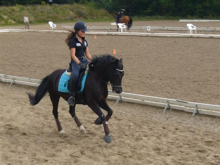 New Forest Elmholts Favorit RIP :( - træning ved vibsen. billede 8