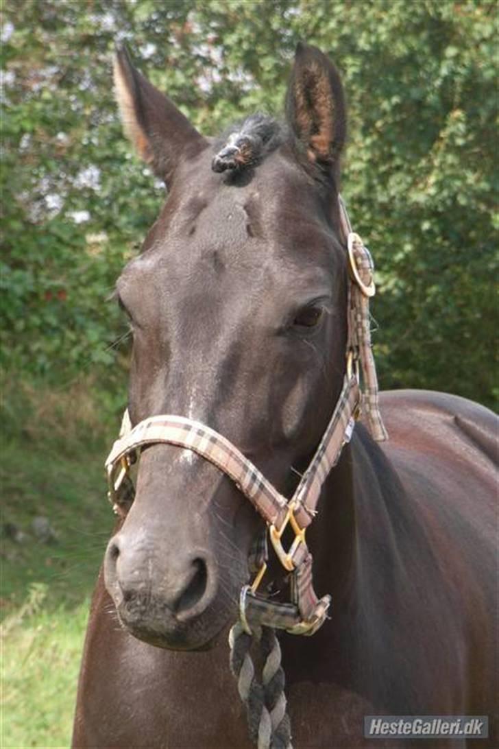 New Forest Elmholts Favorit RIP :( billede 9