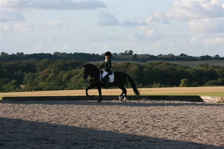 New Forest Elmholts Favorit RIP :( - stævne :) billede 10