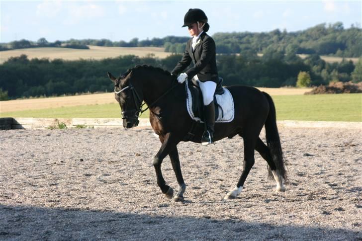 New Forest Elmholts Favorit RIP :( - skridt :) billede 11