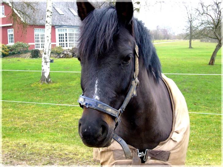 New Forest Elmholts Favorit RIP :( - fritz :D  billede 13