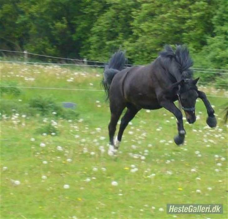 New Forest Elmholts Favorit RIP :( - vild-bassen på fold :b billede 14