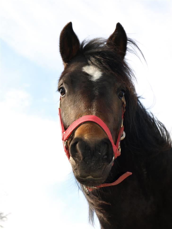 New Forest Riddersholms Silke  - 1) Velkommen til Silkes profil.  gerne kom med en kommentar. billede 1