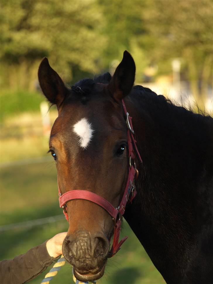 New Forest Riddersholms Silke  - 2) Gjort hende fin. Taget af Matie. billede 2