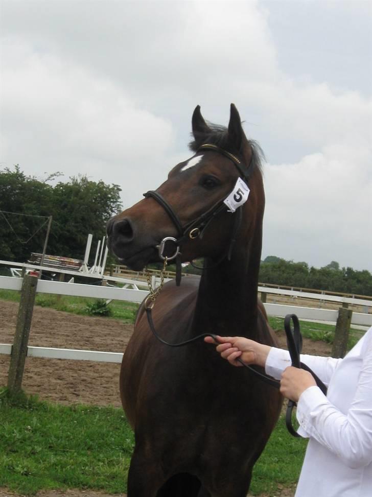 New Forest Riddersholms Silke  - 3) Silke til kåring (: billede 3