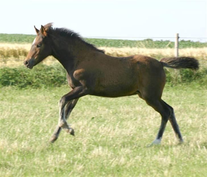 New Forest Riddersholms Silke  - 4) se jeg kan løbe. Silke som føl <3 billede 4