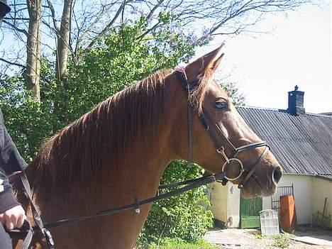 DSP Firhøjs Nobi R.I.P :'( - (Foto by: Maya, min vidunderlige part) billede 18