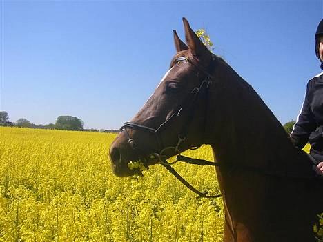 DSP Firhøjs Nobi R.I.P :'( - (Foto by: Maya, min vidunderlige part) billede 20