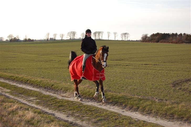 Arabisk fuldblod (OX) Chimia Solomon - Jubiii.... Første galop i det fri, i  1 1/2 år pga. skader hos os begge ;o) billede 11