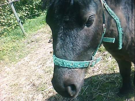 Shetlænder Blakie SOLGT - Hmm gad vide om ´de kan se miig ? billede 1