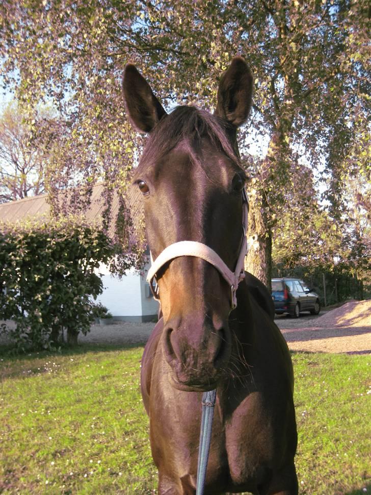 Standardbred Nathaly Prophet (S) - "See hvor sød jeg er Fie!" billede 8