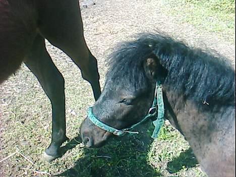 Shetlænder Blakie SOLGT - Er jeg ikke bare nuttet? billede 2