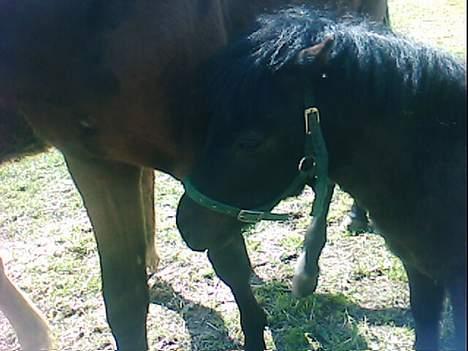 Shetlænder Blakie SOLGT billede 3