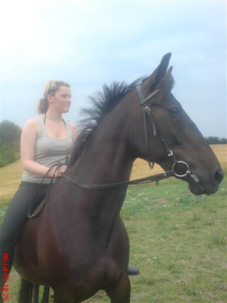 Standardbred Nathaly Prophet (S) - "Hvad er det derovre??" xD billede 11