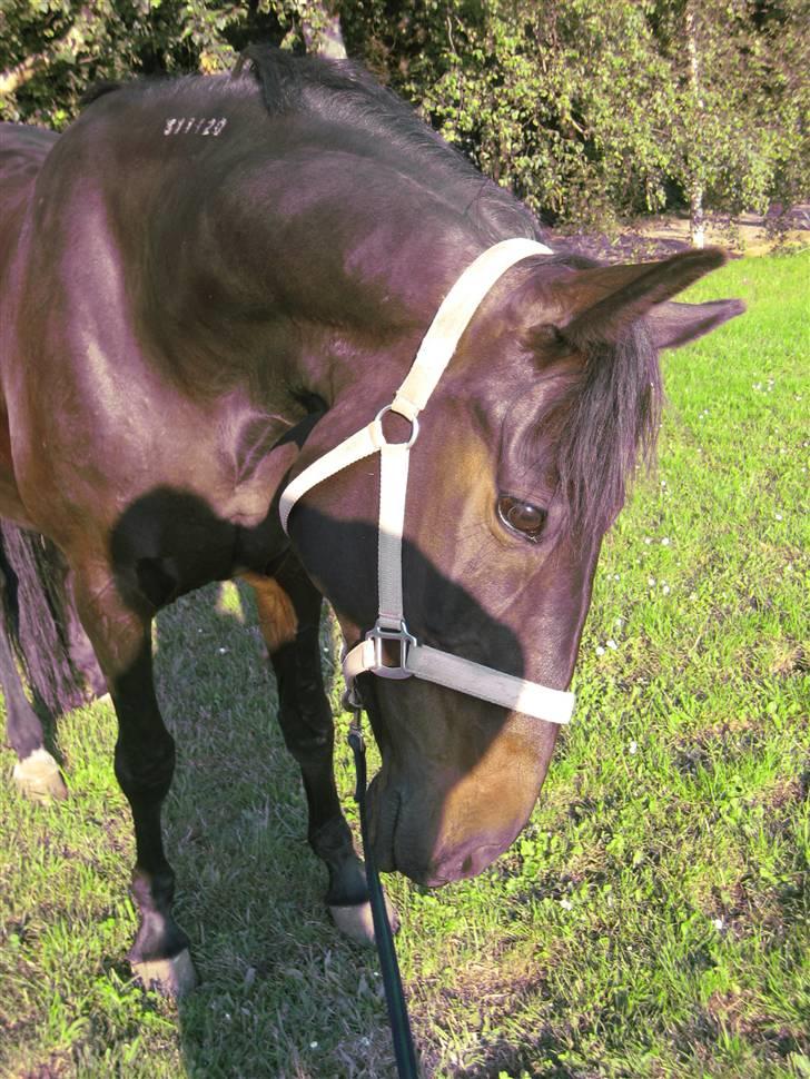 Standardbred Nathaly Prophet (S) - "Hvad er det på jorden??!" :O (Ærgerligt at min skygge lige er med) billede 12