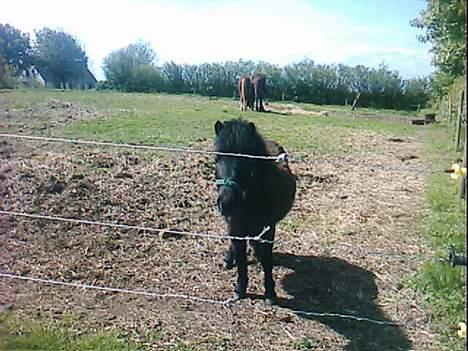 Shetlænder Blakie SOLGT - Heey i kan da ikke bare gå og lade mig stå her ! billede 4