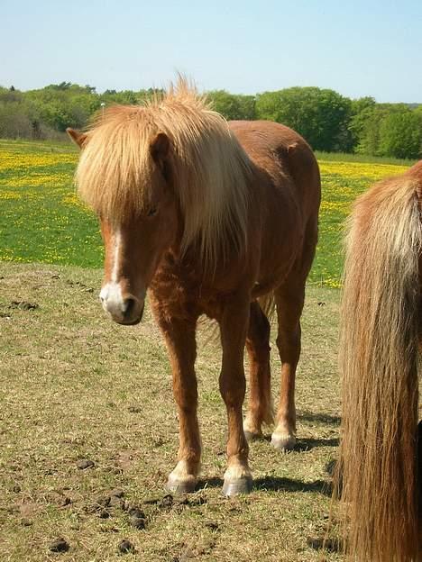 Islænder Assa fra Himlingøje - Fotografen Mette tog billedet fordi hun troede Assa var en anden hest .. Men godt taget af den smukke  billede 7