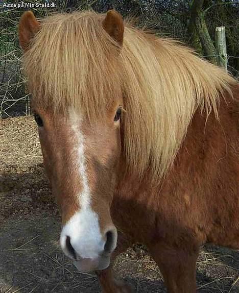 Islænder Assa fra Himlingøje - Assa <3 billede 8