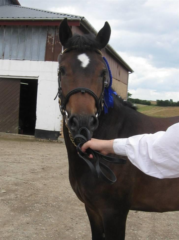 New Forest Riddersholms Silke  - 5) Silke til kåring med sin roset (: billede 5