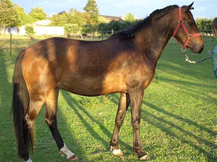 New Forest Riddersholms Silke  - 6) Fotomodel. Taget af Matie. billede 6