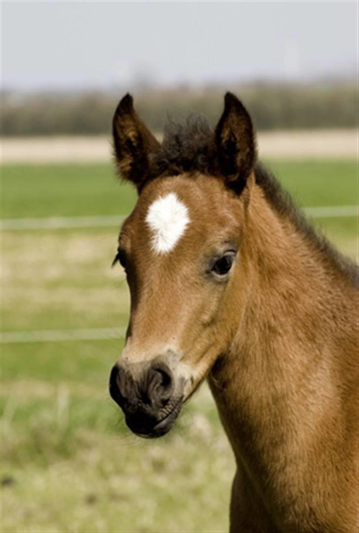 New Forest Riddersholms Silke  - 7) Silke da hun var lille billede 7