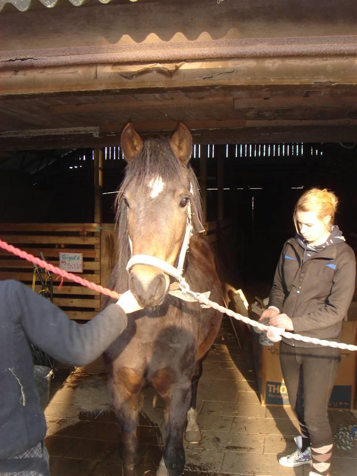 New Forest Riddersholms Silke  - 9) Silke på sin 3 års fødselsdag billede 9