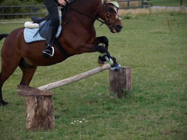 Anden særlig race Sigurd Olsen - Et lille spring. Taget af Matie <3 billede 5