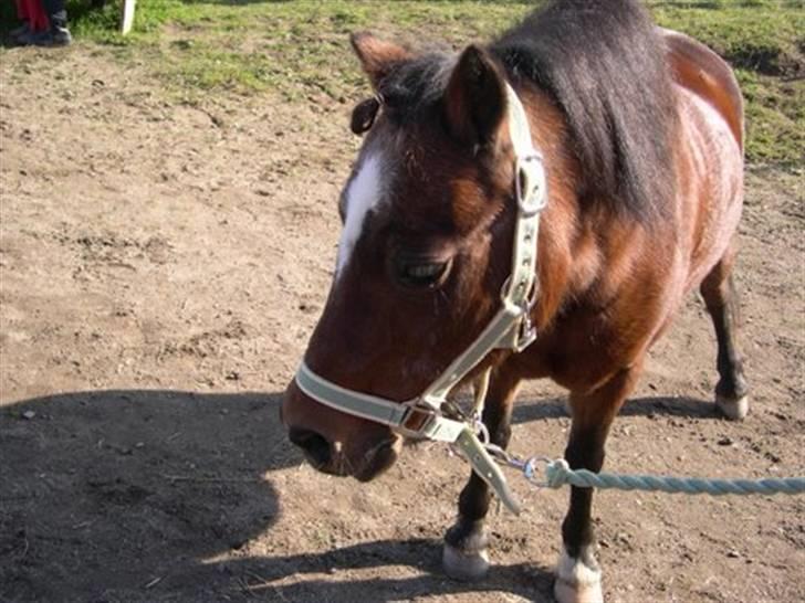 Anden særlig race Sigurd Olsen - Kigger lige på de flotte heste til stævnet. Taget af Bjørn billede 11