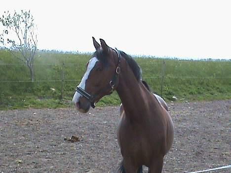 Polsk Varmblod kasia (død) - skal jeg den vej billede 10