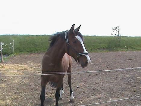 Polsk Varmblod kasia (død) - eller den vej billede 11