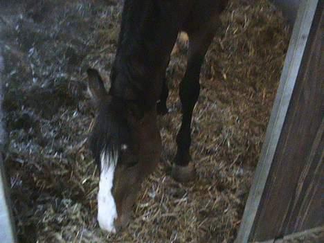 Polsk Varmblod kasia (død) - kasia er ved at smutte billede 12