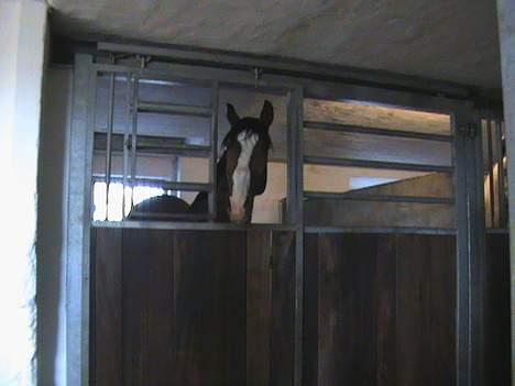 Polsk Varmblod kasia (død) - kasia i boks billede 13