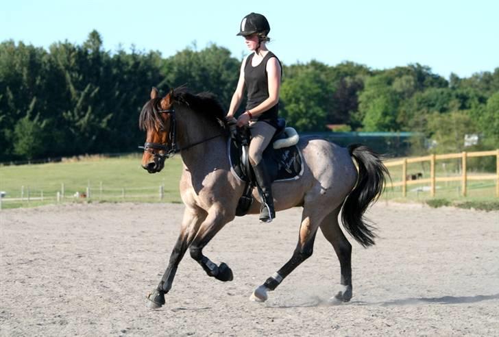 Anden særlig race Dusty  - sommer 2008. en af de sidste gange jeg red ham.. foto: hux. billede 1