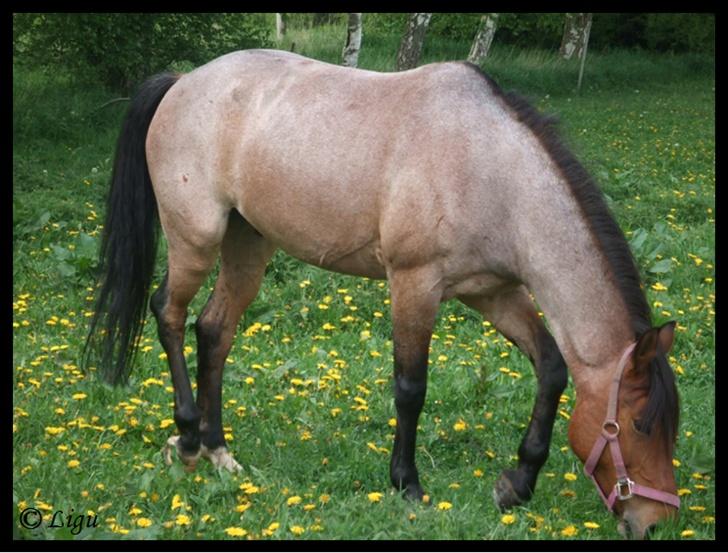 Anden særlig race Dusty  - forår 2007. foto: mig. billede 2