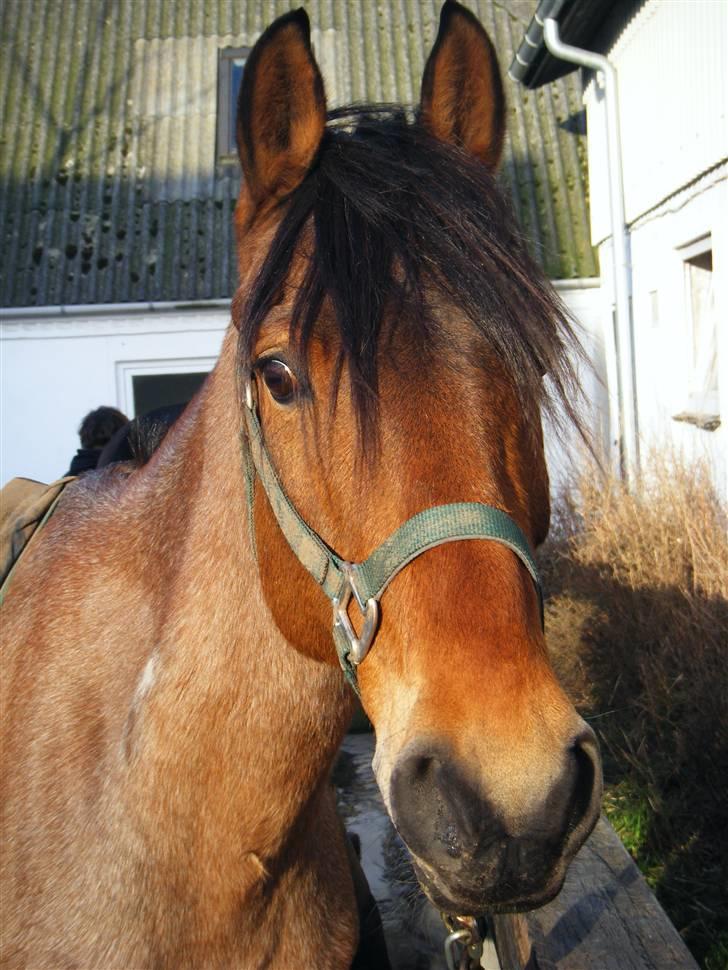 Anden særlig race Dusty  - vinter 2008. aww, bamse <3  foto: mig. billede 3