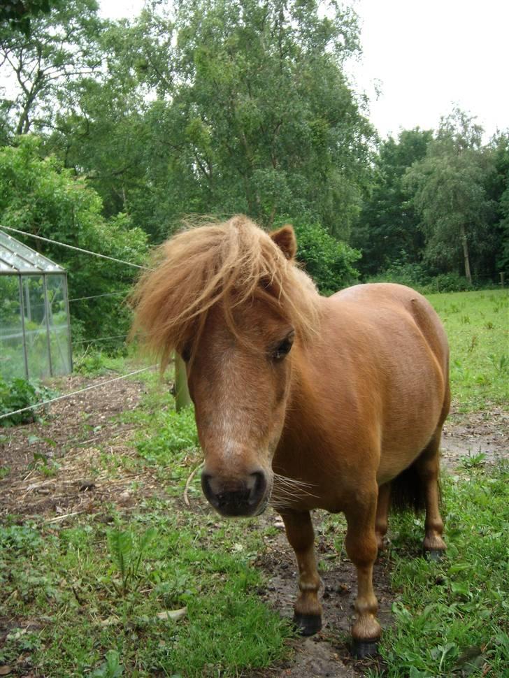 Miniature Bella *SOLGT billede 19