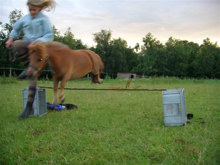 Miniature Bella *SOLGT - Bella springer. :D billede 20