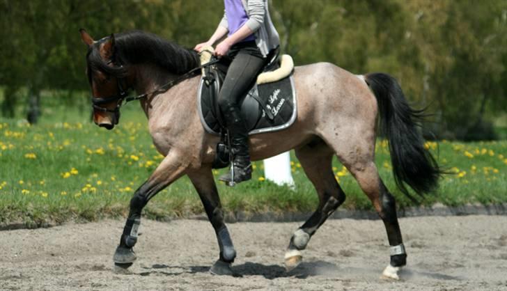 Anden særlig race Dusty  - forår 2008. dressur, opvarmning. foto: jyl. billede 4