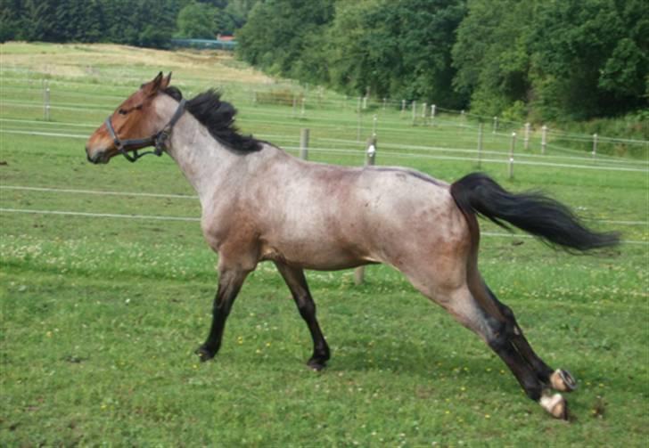 Anden særlig race Dusty  - sommer 2007. sjovt billede :) foto: mig. billede 5