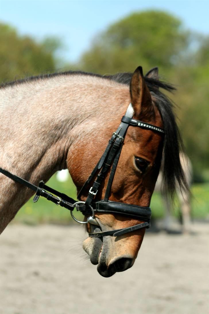 Anden særlig race Dusty  - forår 2008. foto: jyl. billede 6
