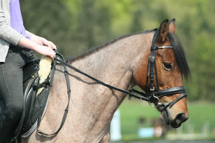 Anden særlig race Dusty  - forår 2008. foto: jyl. billede 7