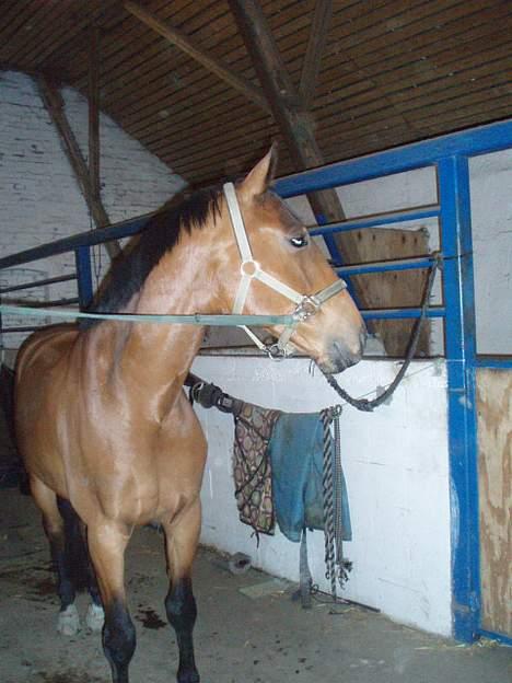 Dansk Varmblod Enggaards Liro (SOLGT) <3 billede 15