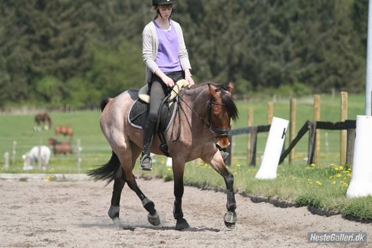 Anden særlig race Dusty  - forår 2008. opvarmning. foto: jyl eller hux. billede 8