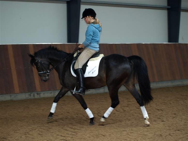 Anden særlig race Nannerupgaards Malou - Malou dressur. Foto: Sissel billede 7