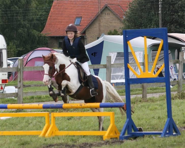 Welsh Partbred (Sec F) Kilmay Prince Pantani  - Ponyuge billede 13