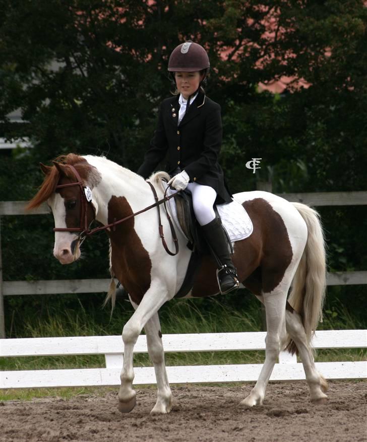 Welsh Partbred (Sec F) Kilmay Prince Pantani  - LC1 til ponyuge billede 15