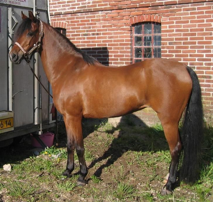 Welsh Partbred (Sec F) Clements Bambi - Velkommen til Bambi´s profil ! billede 1